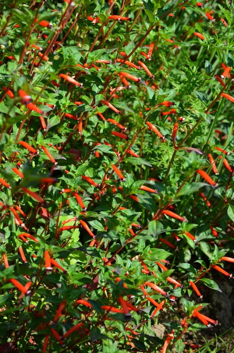 Cuphea platycentra 'Matchless'